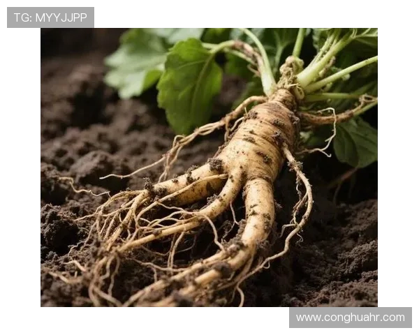 太阳神与安阳人参的较量：自然力量与神秘药材的巅峰对决